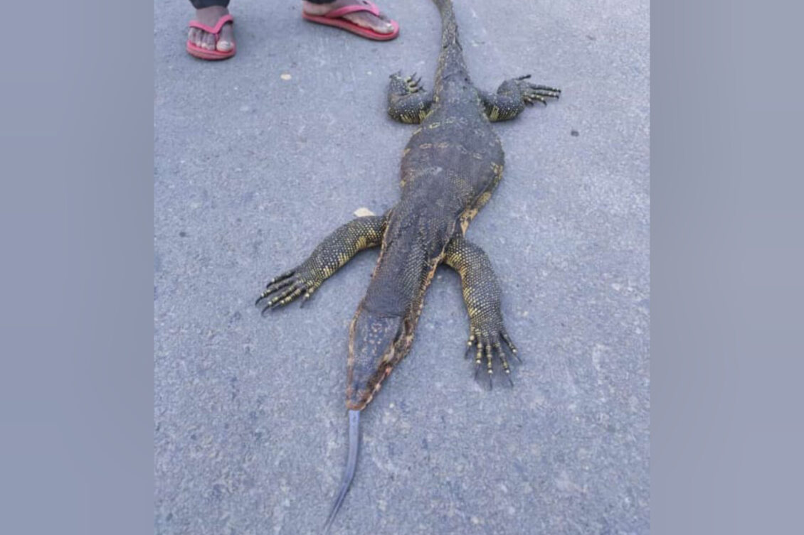 Asian Water Monitor Lizard killed in Cachar, forest department