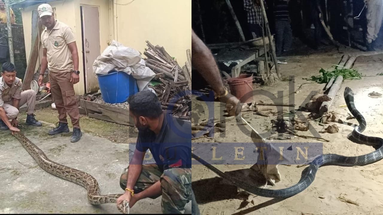 Trikal Chakraborty Saves Massive 12.9-Foot Cobra and 12-Foot Python in ...